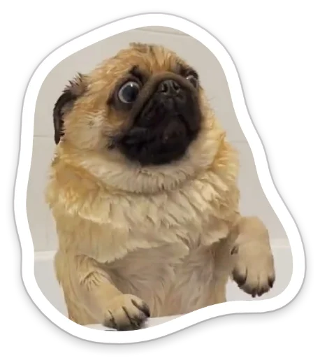 Sticker from the "sad_pug_leonid" sticker pack