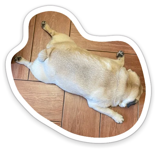 Sticker from the "sad_pug_leonid" sticker pack