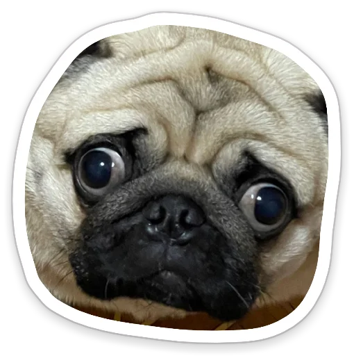 Sticker from the "sad_pug_leonid" sticker pack