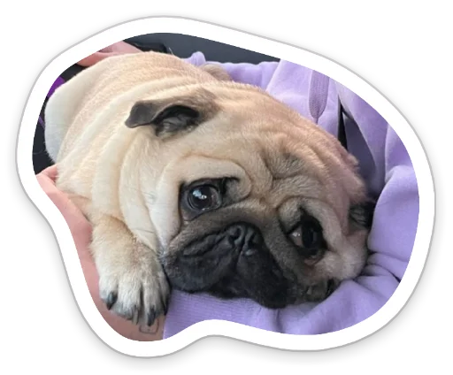 Sticker from the "sad_pug_leonid" sticker pack