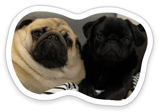 Sticker from the "sad_pug_leonid" sticker pack