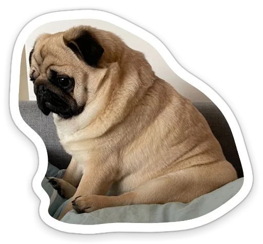 Sticker from the "sad_pug_leonid" sticker pack