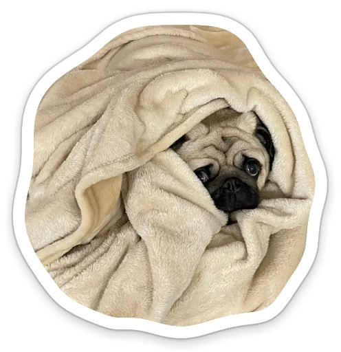 Sticker from the "sad_pug_leonid" sticker pack