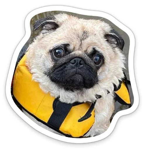 Sticker from the "sad_pug_leonid" sticker pack