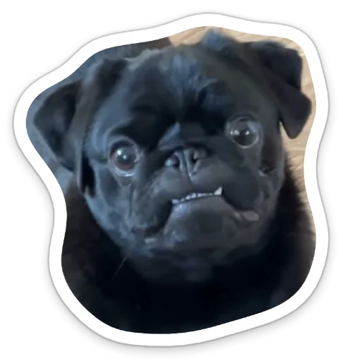 Sticker from the "sad_pug_leonid" sticker pack