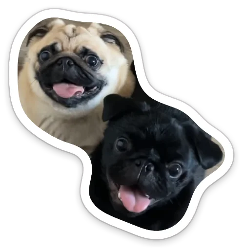 Sticker from the "sad_pug_leonid" sticker pack