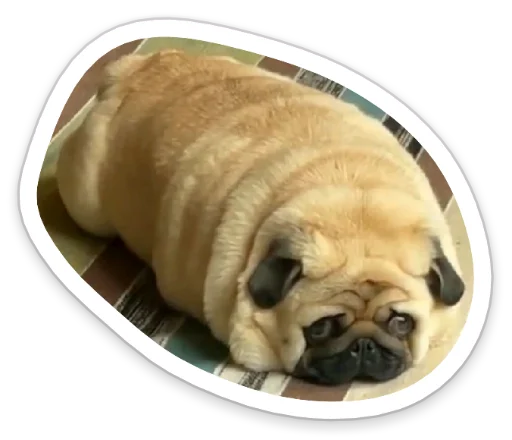 Sticker from the "sad_pug_leonid" sticker pack