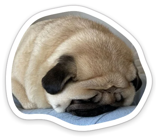 Sticker from the "sad_pug_leonid" sticker pack