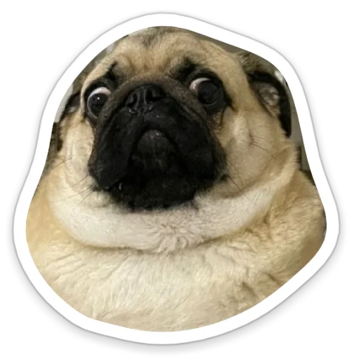 Sticker from the "sad_pug_leonid" sticker pack