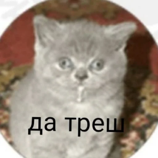 Sticker from the "Джоджо топ" sticker pack