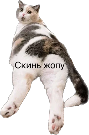 Sticker from the "ИБустчане" sticker pack