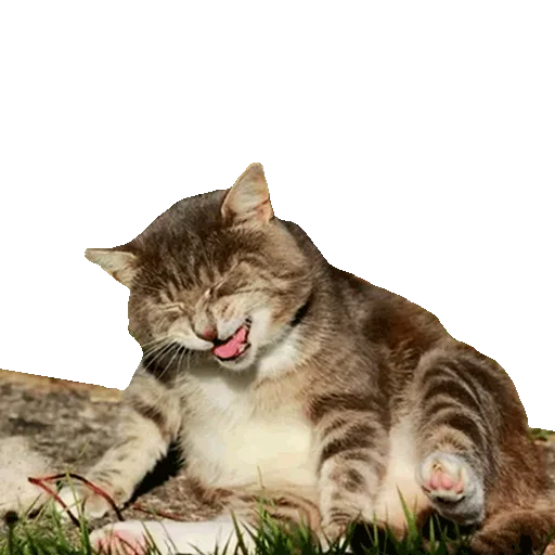 Sticker from the "Котейки" sticker pack