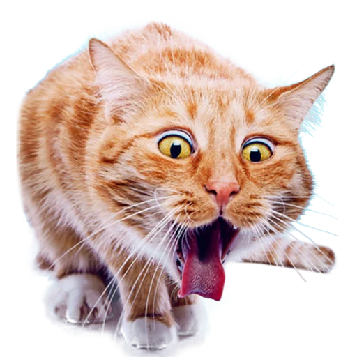 Sticker from the "Котейки" sticker pack