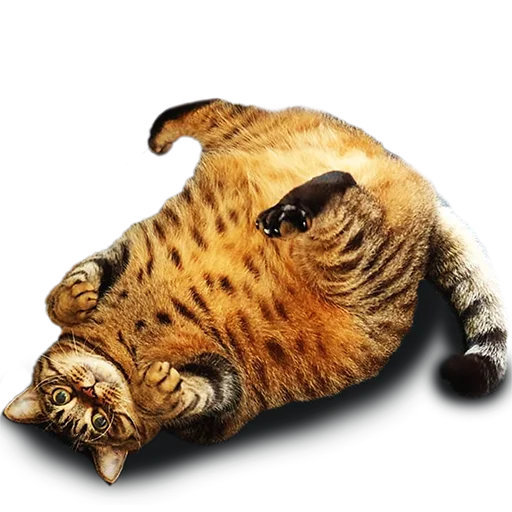 Sticker from the "Котейки" sticker pack