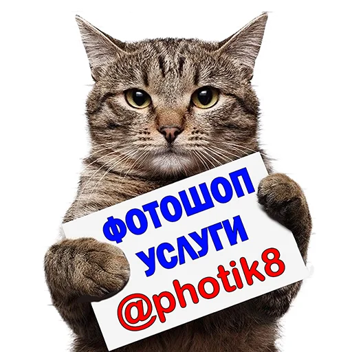 Sticker from the "Котейки" sticker pack