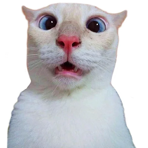 Sticker from the "Котейки" sticker pack