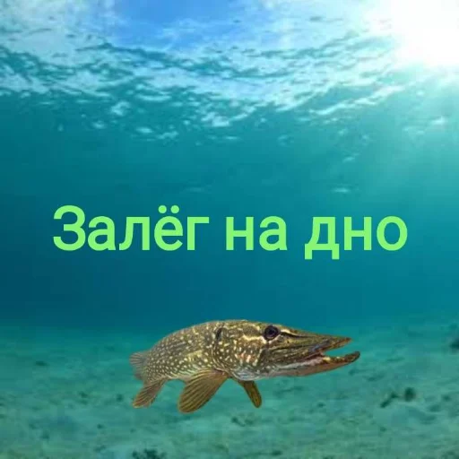 Sticker Щука и Окунь | Мемы