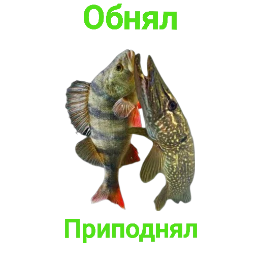 Sticker Щука и Окунь | Мемы