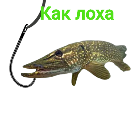 Sticker Щука и Окунь | Мемы