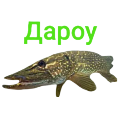 Sticker from the "Щука и Окунь | Мемы" sticker pack