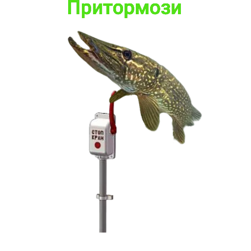 Sticker from the "Щука и Окунь | Мемы" sticker pack