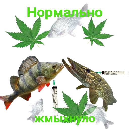 Sticker Щука и Окунь | Мемы