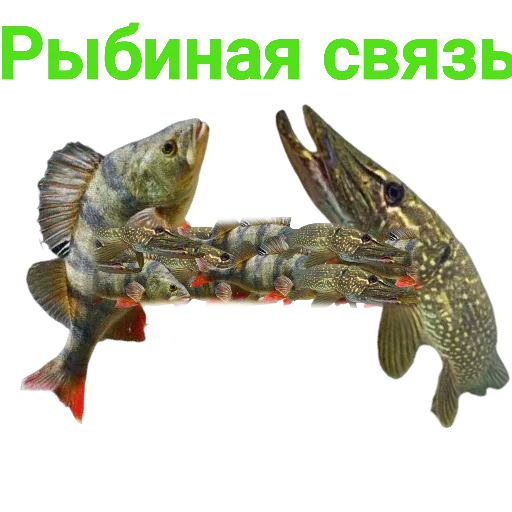 Sticker Щука и Окунь | Мемы