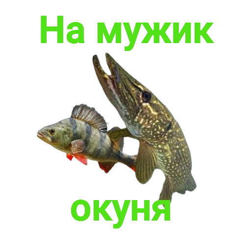 Стикер из набора "Щука и Окунь | Мемы"