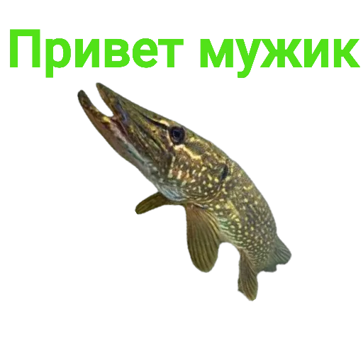 Sticker from the "Щука и Окунь | Мемы" sticker pack