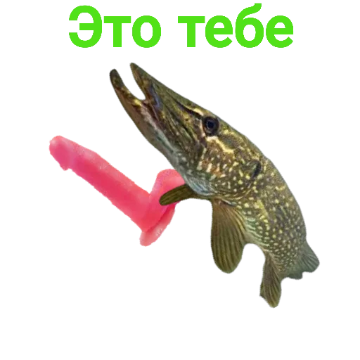 Sticker from the "Щука и Окунь | Мемы" sticker pack