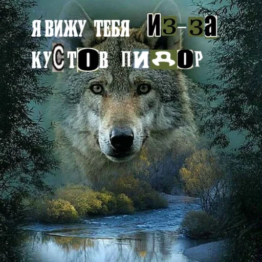 Sticker from the "Волчьи цитаты" sticker pack