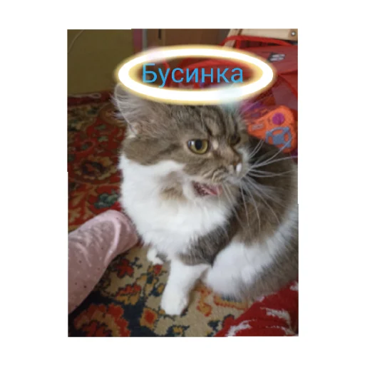 Sticker from the "Мои котики:)" sticker pack