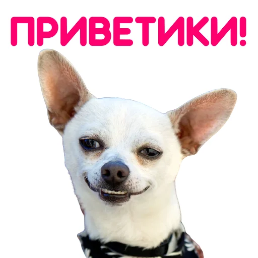 Sticker from the "ЧИХУАХУА" sticker pack