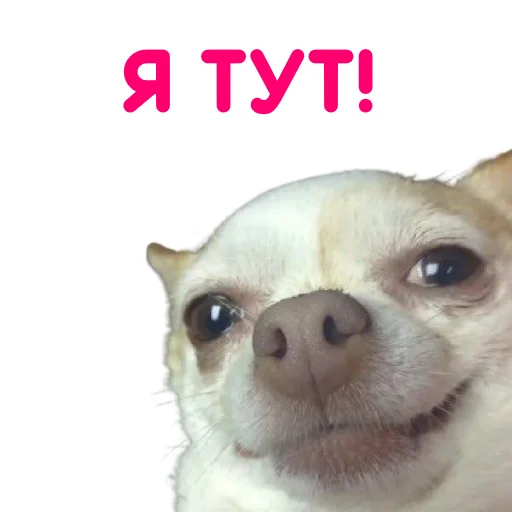 Sticker from the "ЧИХУАХУА" sticker pack