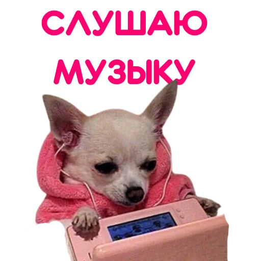 Sticker from the "ЧИХУАХУА" sticker pack