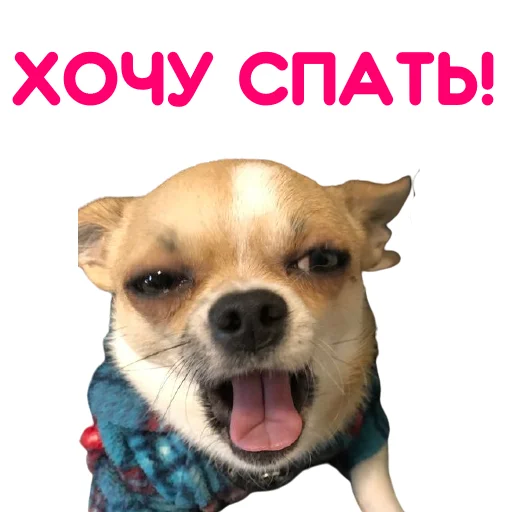 Sticker from the "ЧИХУАХУА" sticker pack