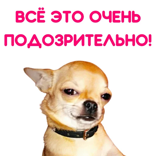 Sticker from the "ЧИХУАХУА" sticker pack