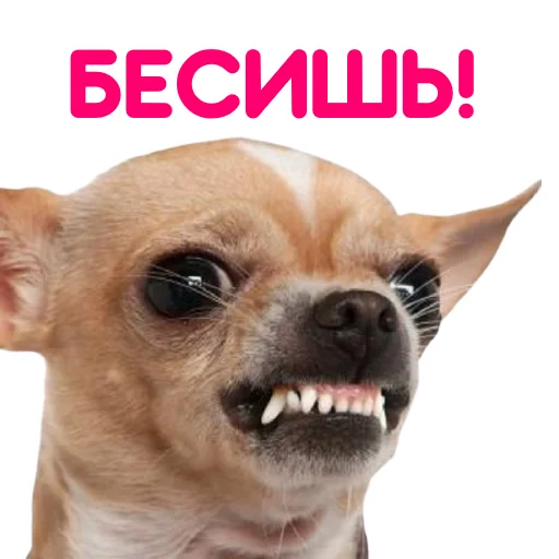 Sticker from the "ЧИХУАХУА" sticker pack