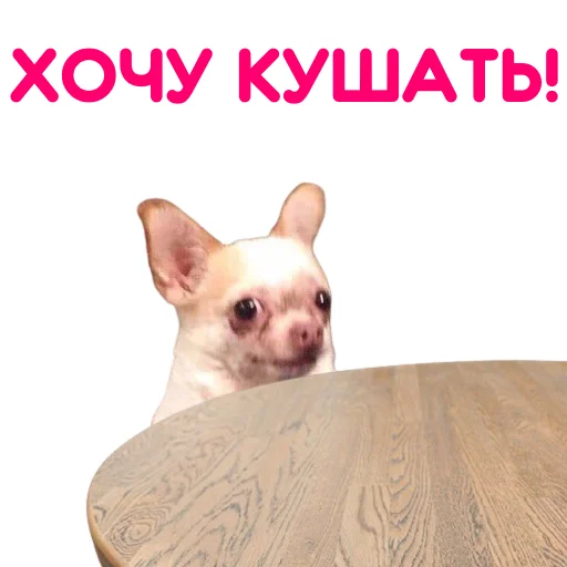 Sticker from the "ЧИХУАХУА" sticker pack