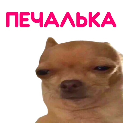 Sticker from the "ЧИХУАХУА" sticker pack