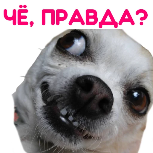 Sticker from the "ЧИХУАХУА" sticker pack