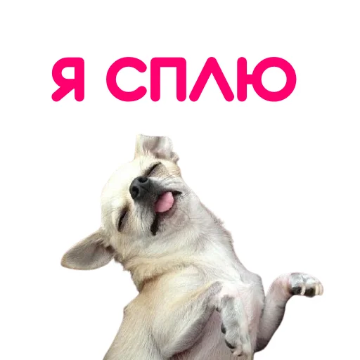 Sticker from the "ЧИХУАХУА" sticker pack