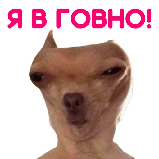 Sticker from the "ЧИХУАХУА" sticker pack