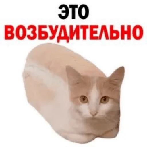 Sticker from the "мемные животные" sticker pack