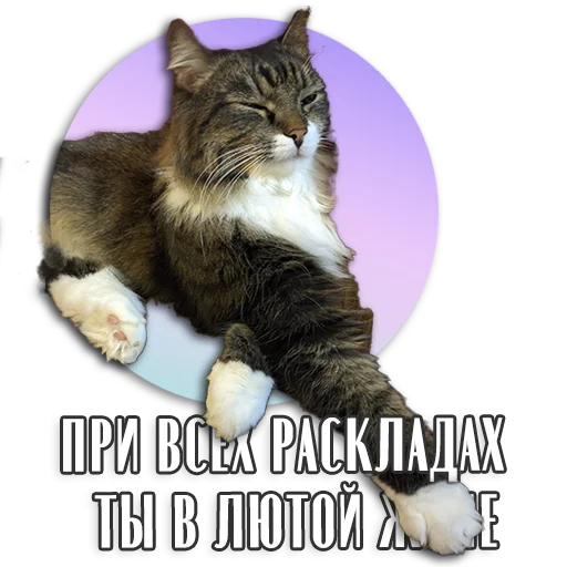 Sticker from the "Таро Пак" sticker pack