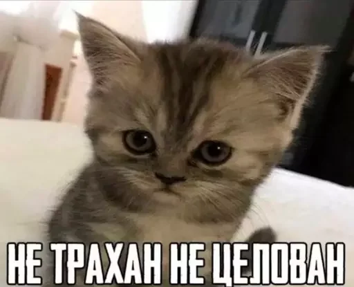 Стикер из набора "Memes | Мемы"