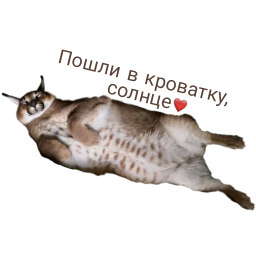 Sticker from the "Шлёпанцы" sticker pack