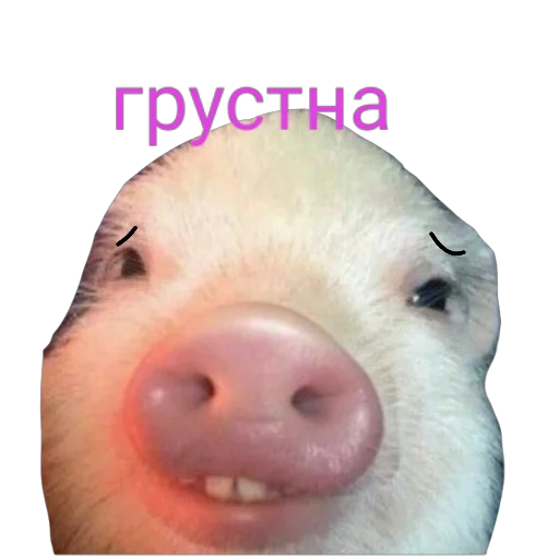 Sticker from the "Поросята" sticker pack