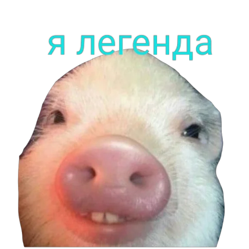 Sticker from the "Поросята" sticker pack