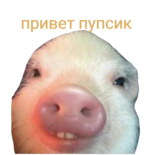 Sticker from the "Поросята" sticker pack